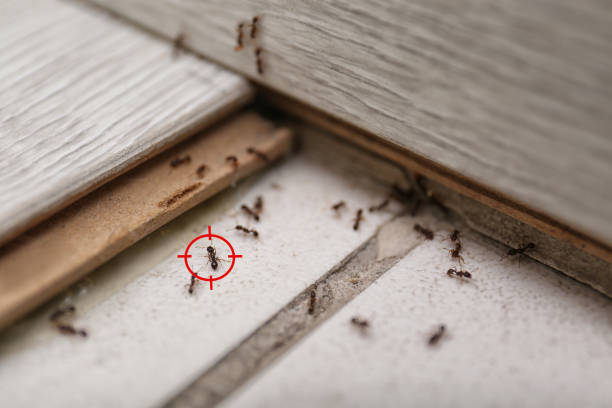 Best Affordable Pest Control Services  in West Bishop, CA