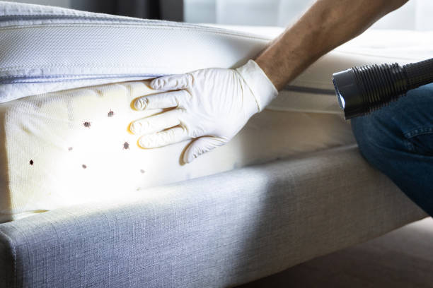 Best Termite Control Services  in West Bishop, CA