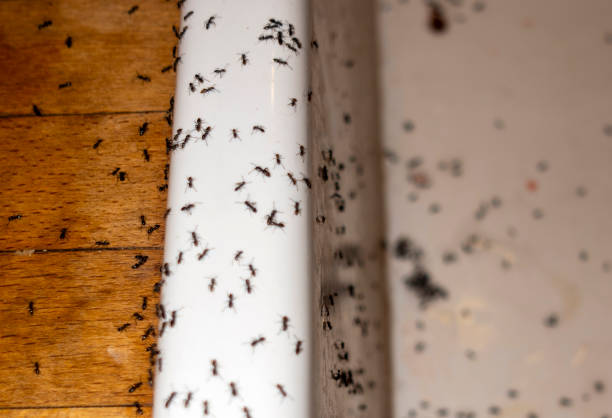 Best Commercial Pest Control Services  in West Bishop, CA