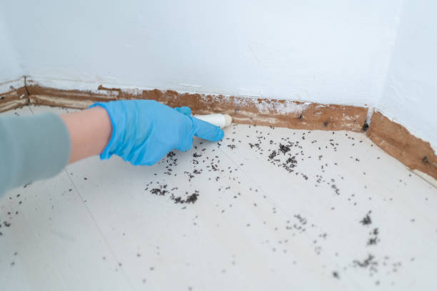 Best Pest Control Near Me in West Bishop, CA