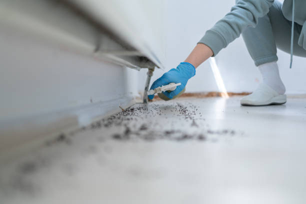Bird Control in West Bishop, CA